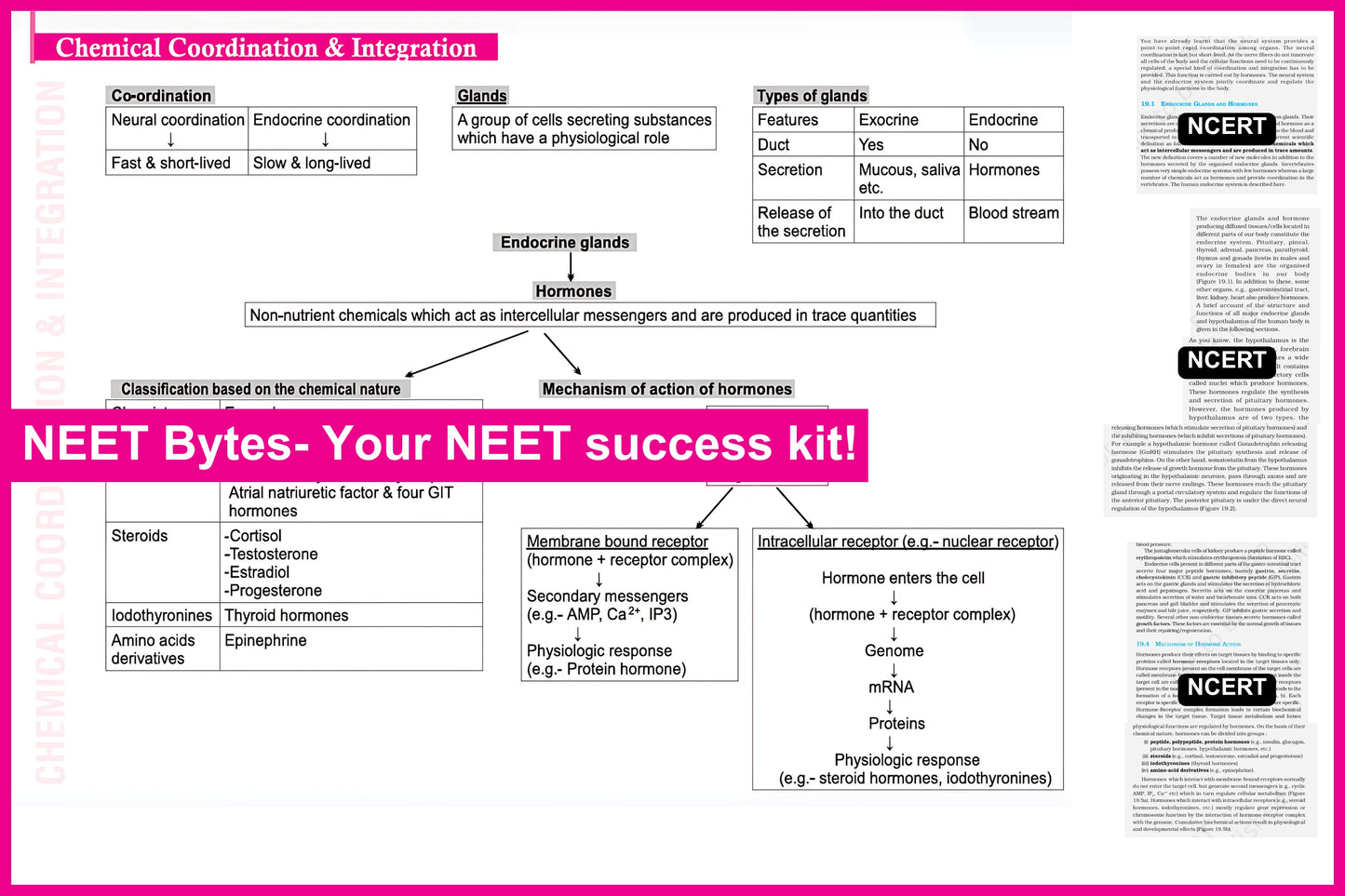 NEET Bytes: Your NEET Success Kit!