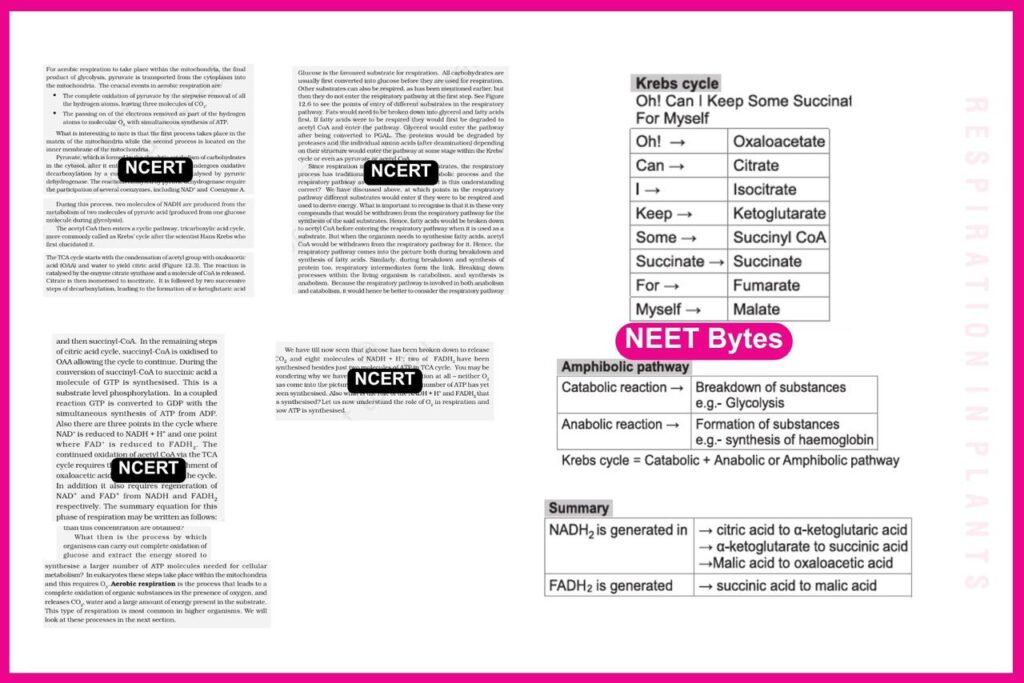 NEET Bytes: Your NEET Success Kit!