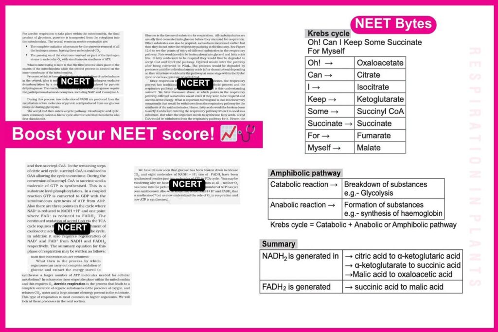 NEET Bytes: Your NEET Success Kit!