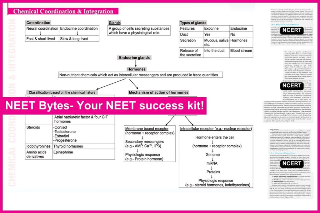 NEET Bytes: Your NEET Success Kit!